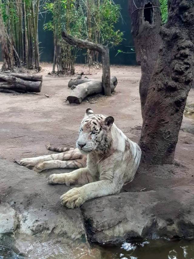 Tigre después de comer
